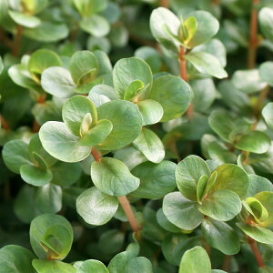 ij^spDC{[itji_ji10{j