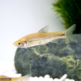 楽天市場 モツゴ 観賞魚 熱帯魚 アクアリウム ペット ペットグッズの通販 楽天市場 モツゴ 観賞魚 熱帯魚 アクアリウム ペット ペットグッズの通販