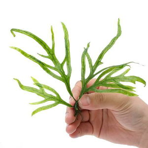 ij~N\EspDo@X[\itji1j