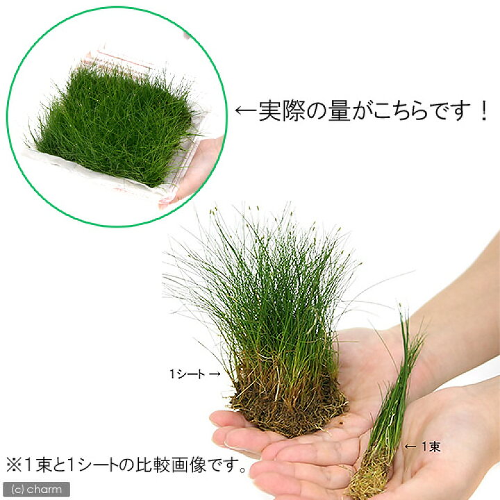 楽天市場 水草 ヘアーグラス ショート 水上葉 大盛り土付き 無農薬 １パック Charm 楽天市場店