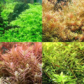 （水草）ロタラミックス（水中葉）（無農薬）（4〜5種計15本）