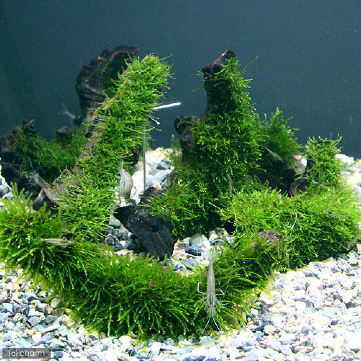 市場 水草 流木ｓサイズ 巻きたて 草たちの水景