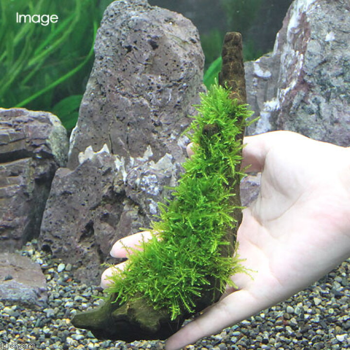 楽天市場 水草 育成済 ウィローモス 流木 mサイズ 約20cm 水中葉 無農薬 1本 Charm 楽天市場店 楽天市場 水草 育成済 ウィローモス 流木 mサイズ 約20cm 水中葉 無農薬 1本 Charm 楽天市場店