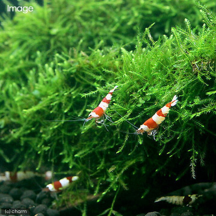 楽天市場 水草 育成済 ウィローモス 流木 mサイズ 約20cm 水中葉 無農薬 1本 Charm 楽天市場店 楽天市場 水草 育成済 ウィローモス 流木 mサイズ 約20cm 水中葉 無農薬 1本 Charm 楽天市場店