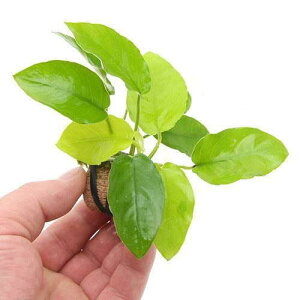 ijCt}`ijAkrAXii@S[fitji1j