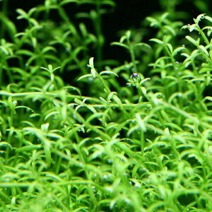 ijCfBA@NXXitji_ji20{j