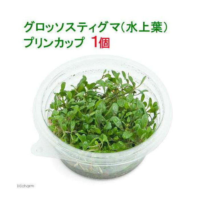 楽天市場 水草 グロッソスティグマ 水上葉 プリンカップ 無農薬 １個 北海道航空便要保温 Charm 楽天市場店