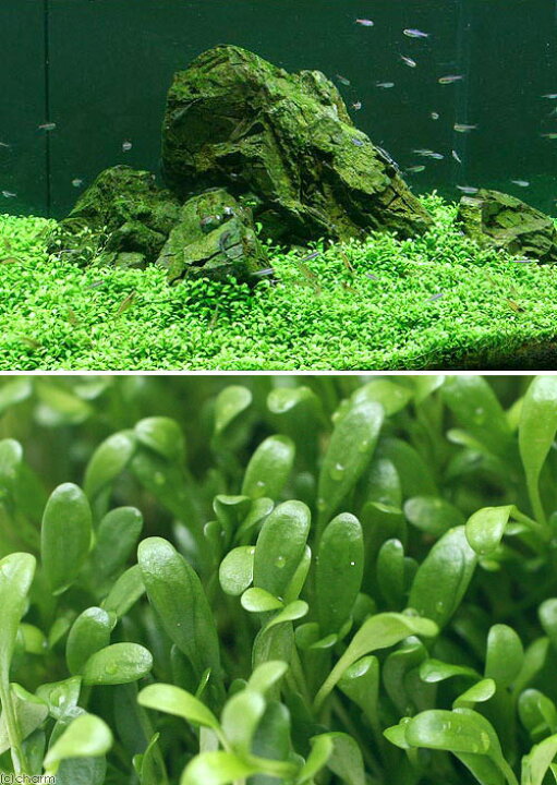 楽天市場 水草 グロッソスティグマ 水上葉 プリンカップ 無農薬 １個 北海道航空便要保温 Charm 楽天市場店