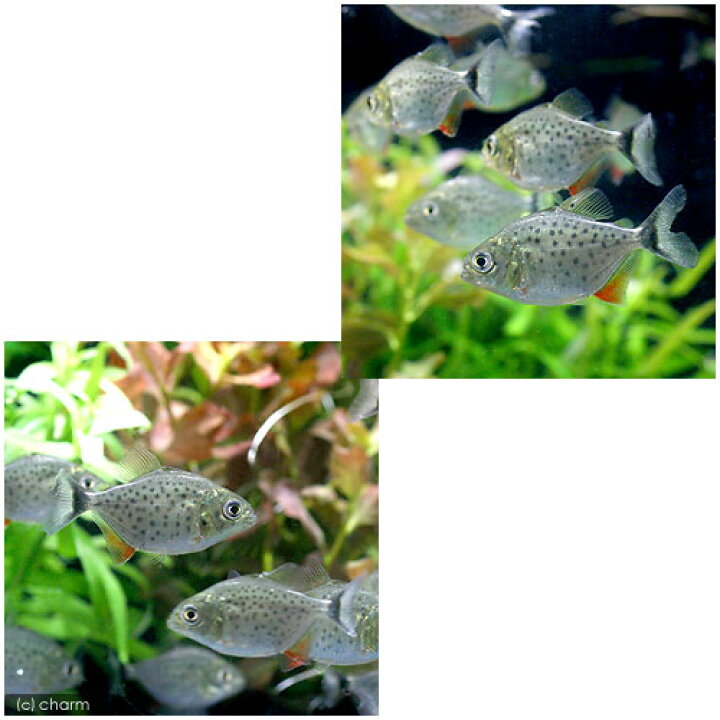 楽天市場 熱帯魚 ピラニア ナッテレリー ｓサイズ ブリード １匹 北海道 九州 沖縄航空便要保温 Charm 楽天市場店