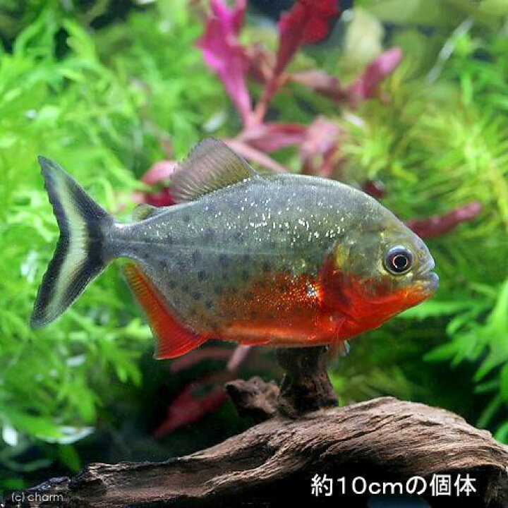 楽天市場 熱帯魚 ピラニア ナッテレリー ｓサイズ ブリード １匹 北海道 九州 沖縄航空便要保温 Charm 楽天市場店
