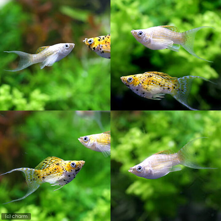 即納最大半額 熱帯魚 水草 ビギナースタートセット 外国産ミックスグッピー ３ペア ミックスバルーンモーリー ４匹 北海道航空便要保温 Shipsctc Org