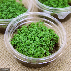 ijL[op[OXitjvJbvi_ji1j@kCEBq֗vۉ