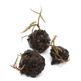 【11／15限定】当選確率2分の1！1等最大100％　（水草）（新芽あり）タイニムファ　球根（無農薬）（3個）