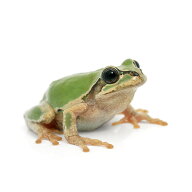 （両生類）ヒガシニホンアマガエル　WC個体（1匹）