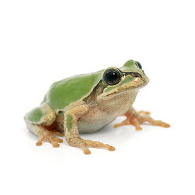 （両生類）ヒガシニホンアマガエル　WC個体（10匹）