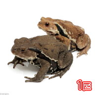 （両生類）アズマヒキガエル　WC個体　Lサイズ（1匹）　北海道発送禁止　北海道・九州航空便要保温