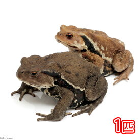 （両生類）アズマヒキガエル　WC個体　Lサイズ（1匹）　北海道発送禁止　北海道・九州航空便要保温