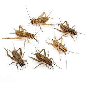 （生餌）死着保証なし　ヨーロッパイエコオロギ　SM　約40匹（5グラム）　爬虫類　両生類　大型魚　餌　エサ　活餌　北海道・九州航空便要保温