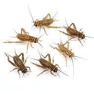 （生餌）死着保証なし　カキ殻パウダー付き　ヨーロッパイエコオロギ　SM　約320匹（40グラム）　爬虫類…
