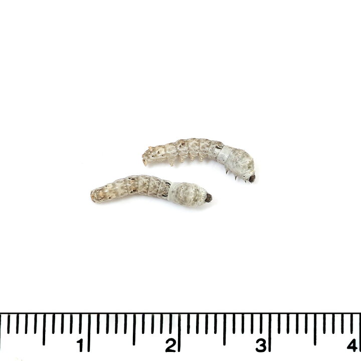 楽天市場 生餌 シルクワーム カイコ sサイズ 10匹 活餌 北海道航空便要保温 Charm 楽天市場店 楽天市場 生餌 シルクワーム カイコ sサイズ 10匹 活餌 北海道航空便要保温 Charm 楽天市場店