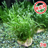（水草）★育成済★　ライフマルチ（茶）バブルモス（水中葉）（無農薬）（3個）