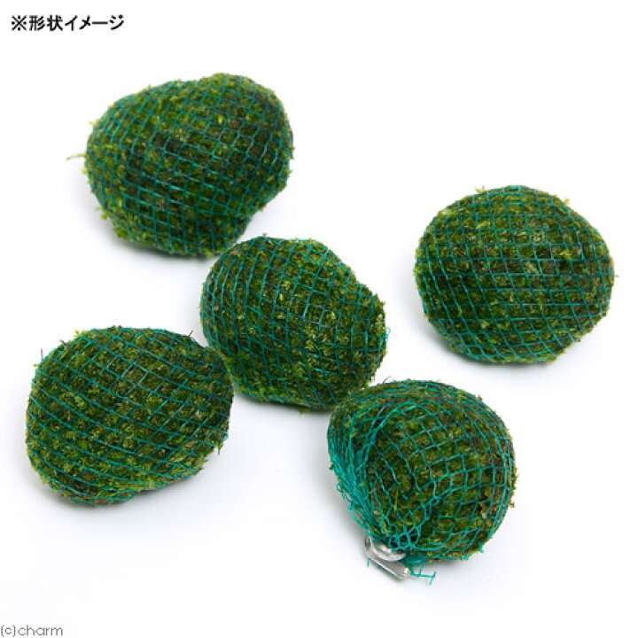 楽天市場 水草 巻きたて ウィローモス ボール 水中葉 無農薬 １個 Charm 楽天市場店