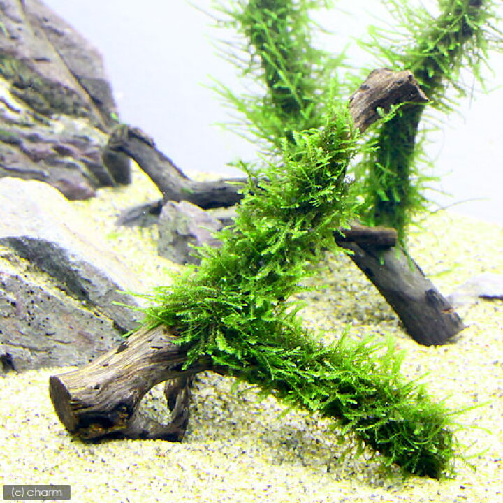 楽天市場 水草 育成済 ウィローモス 枝状流木 ｓサイズ 約１０ｃｍ 水中葉 無農薬 １本 北海道航空便要保温 Charm 楽天市場店