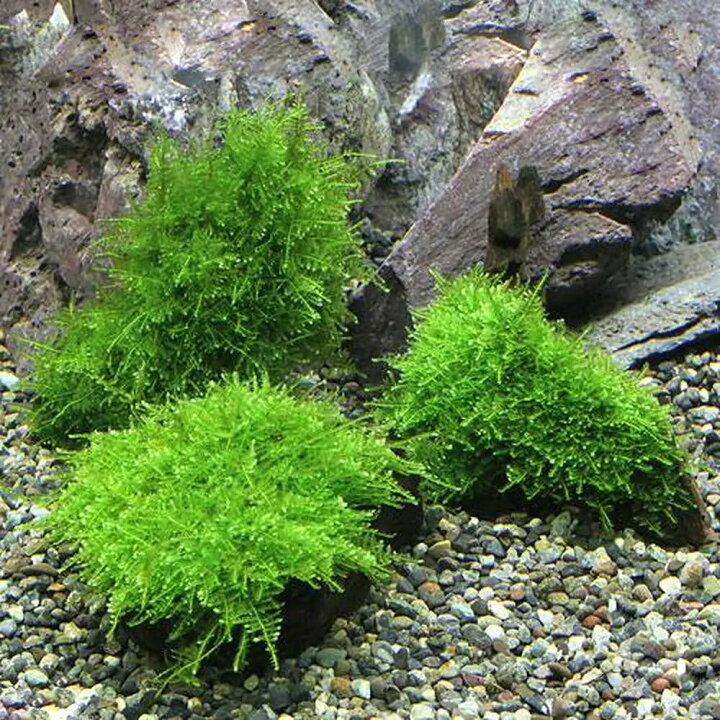 楽天市場 水草 育成済 南米ウィローモス 流木 ｓｓサイズ 約１０ｃｍ 水中葉 無農薬 １本 北海道航空便要保温 Charm 楽天市場店