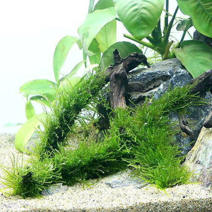 楽天市場 水草 育成済 ウィローモス スティック流木 ｓサイズ 約１５ｃｍ 水中葉 無農薬 １本 Charm 楽天市場店
