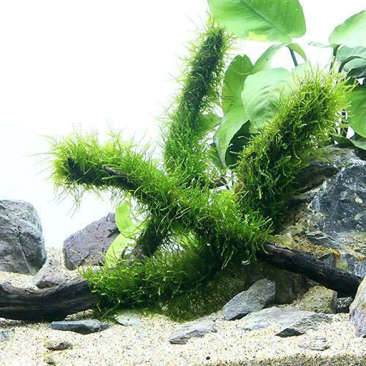 楽天市場 水草 育成済 ウィローモス スティック流木 ｍサイズ 約２０ｃｍ 水中葉 無農薬 １本 Charm 楽天市場店