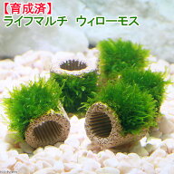 （水草）★育成済★　ライフマルチ（茶）ウィローモス（水中葉）（無農薬）（1個）