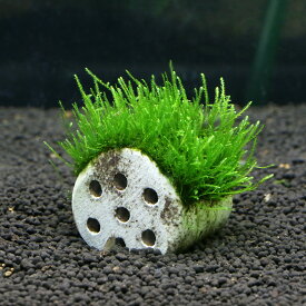 楽天市場 水草 無農薬の通販