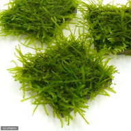 （水草）★育成済★　ウィローモス　タイル（水中葉）（無農薬）（1個）