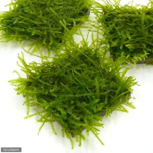 ij琬ρ@EB[X@^Citji_ji1j