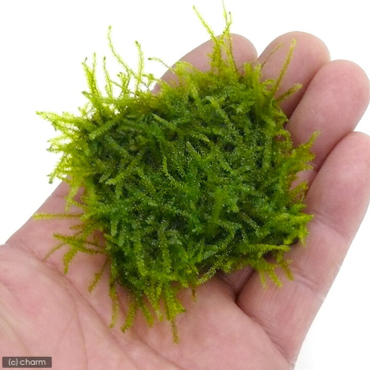 楽天市場 水草 育成済 ウィローモス タイル 水中葉 無農薬 1個 北海道航空便要保温 Charm 楽天市場店 楽天市場 水草 育成済 ウィローモス タイル 水中葉 無農薬 1個 北海道航空便要保温 Charm 楽天市場店