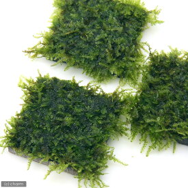 （水草）★育成済★　南米ウィローモス　タイル（水中葉）（無農薬）（1個）