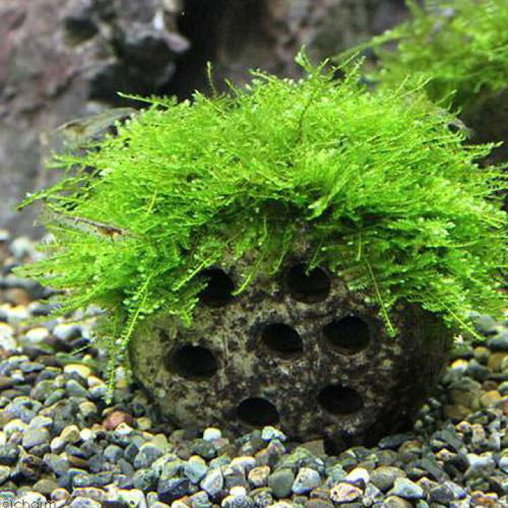 楽天市場 水草 育成済 稚エビの幼稚園 南米ウィローモス付 水中葉 無農薬 １個 北海道航空便要保温 Charm 楽天市場店