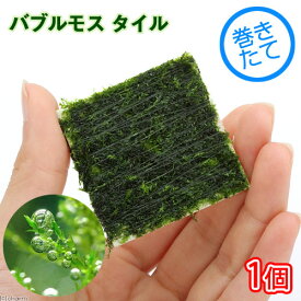 （水草）巻きたて　バブルモス　タイル（水中葉）（無農薬）（1個）