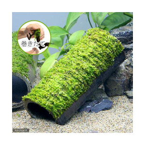 ijā@vqăvRVF^[@@ăEB[Xtitji_ji1j