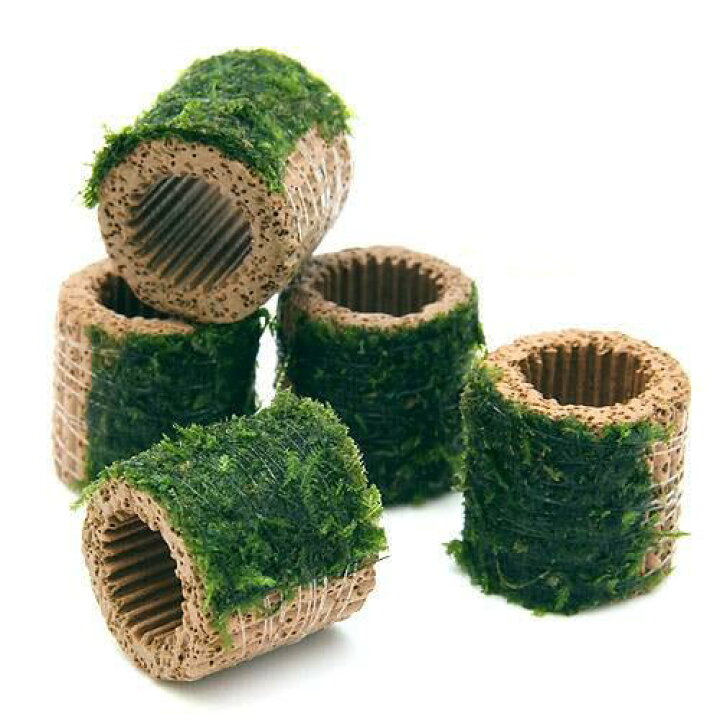 楽天市場 水草 巻きたて ライフマルチ 茶 ジャイアント南米ウィローモス 水中葉 無農薬 １個 Charm 楽天市場店