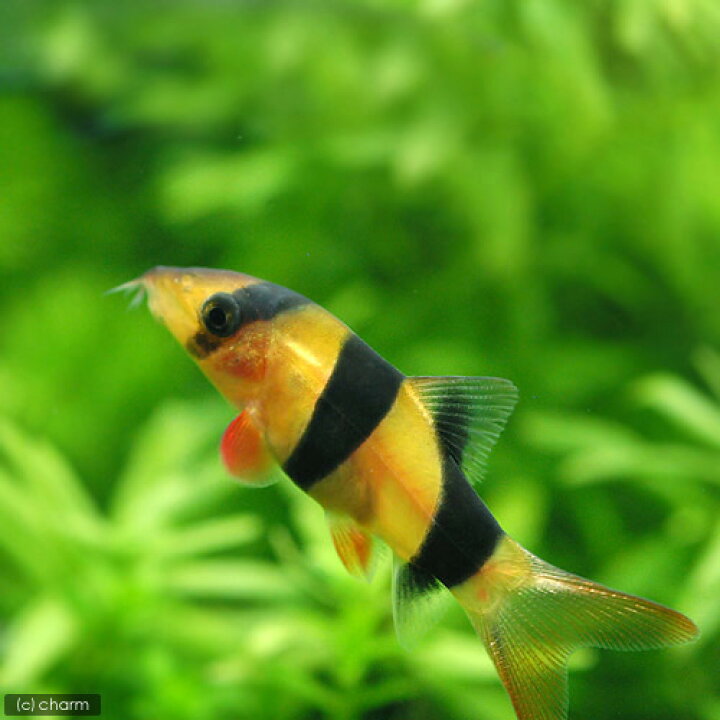 楽天市場 熱帯魚 クラウンローチ １匹 北海道 九州 沖縄航空便要保温 Charm 楽天市場店