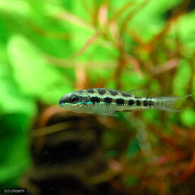 （熱帯魚）チェッカーボード・シクリッド（ワイルド）（1匹）　北海道・九州航空便要保温