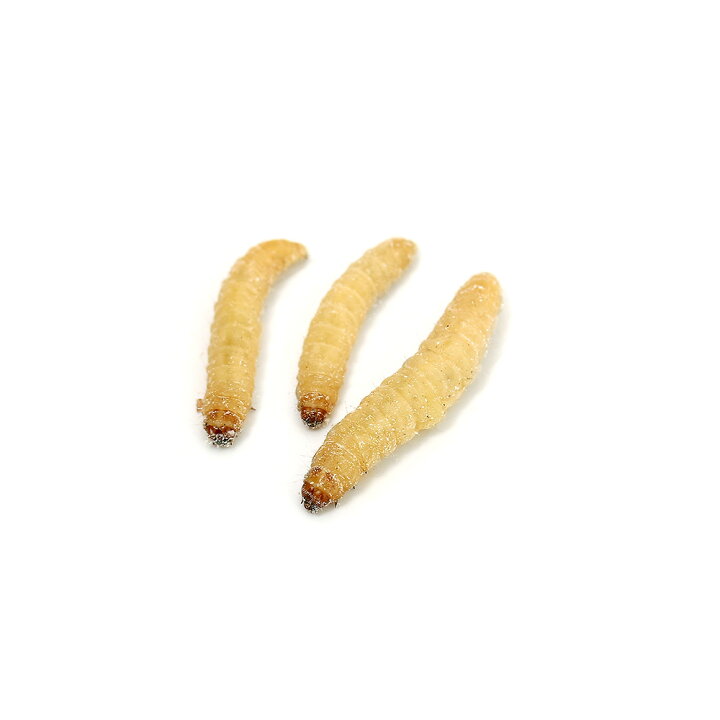 247円 【限定価格セール!】 ハニーワーム Lサイズ 40匹入り 247円 【限定価格セール!】 ハニーワーム Lサイズ 40匹入り