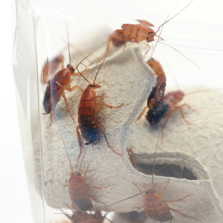 楽天市場 生餌 レッドローチ ｌサイズ ３カップ分 約１５０匹 爬虫類 大型魚 餌 エサ 活餌 北海道航空便要保温 Charm 楽天市場店