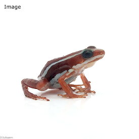 楽天市場 オタマジャクシ 生体 生体 爬虫類 両生類 ペット ペットグッズの通販