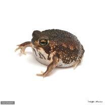 楽天市場】アメフクラガエル（ペット・ペットグッズ）の通販