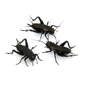 iajNRIM@ML@60C@i30Oj@঒ށ@ށ@^@a@GT@a@kCEBq֗vۉ