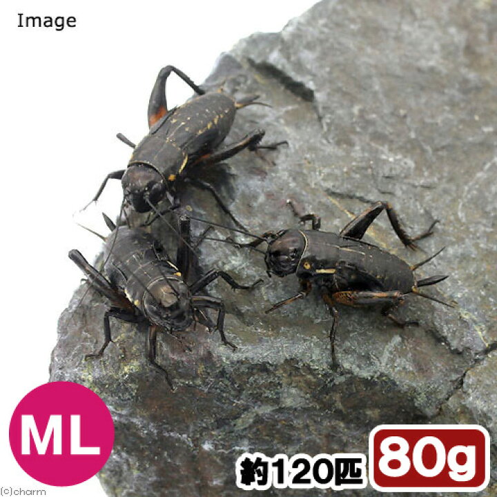 楽天市場 生餌 クロコオロギ ｍｌ ８０グラム 約１２０匹 爬虫類 両生類 大型魚 餌 エサ 北海道 九州航空便要保温 Charm 楽天市場店