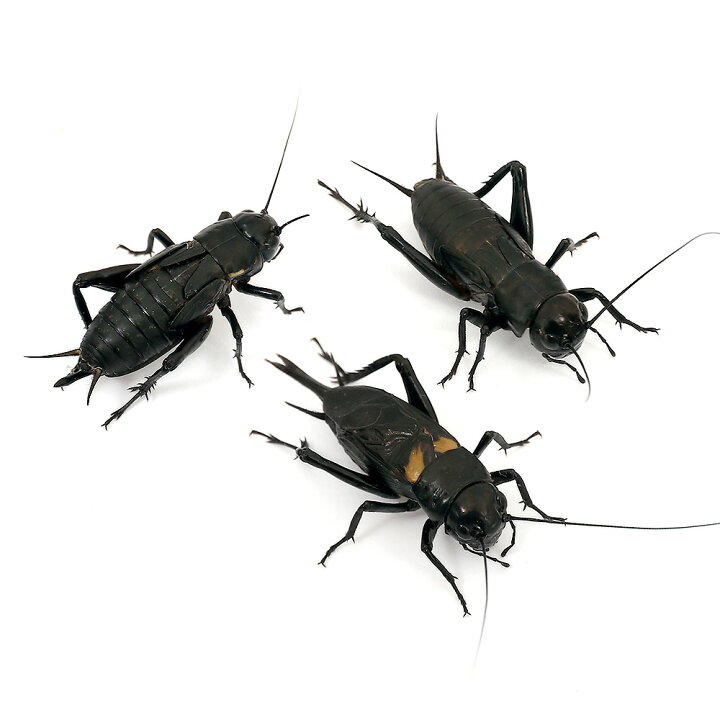 楽天市場 生餌 クロコオロギ ｌ ８０グラム 約８０匹 爬虫類 両生類 大型魚 餌 エサ 北海道 九州航空便要保温 Charm 楽天市場店