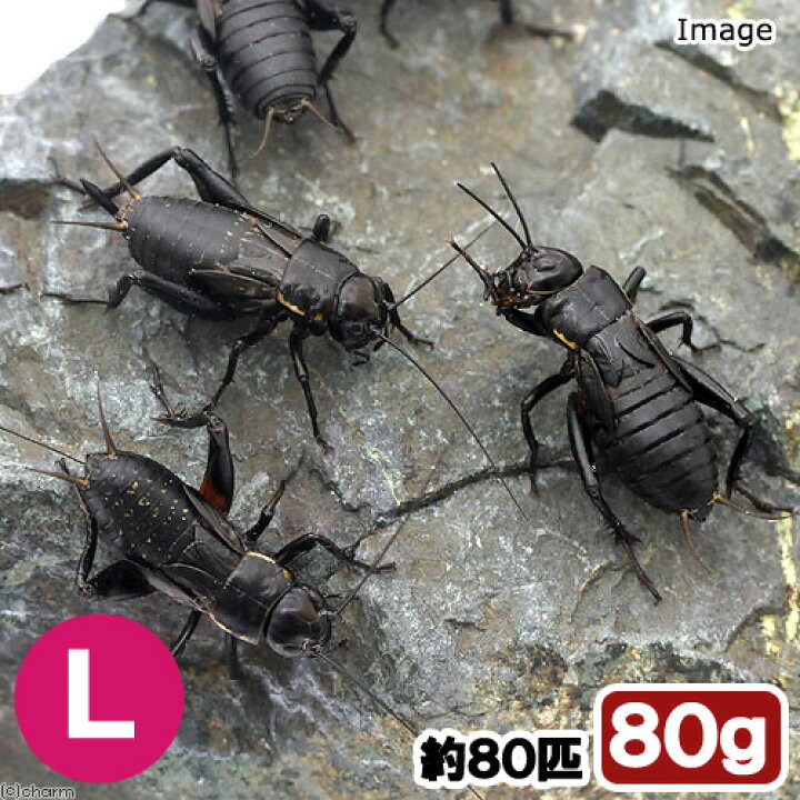 市場 生餌 爬虫類 約100匹 ヨーロッパイエコオロギ SS 市場 生餌 爬虫類 約100匹 ヨーロッパイエコオロギ SS